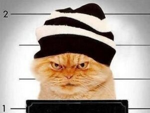 арестованный кот арчибальд, пермь, судебный пристав, новости россии