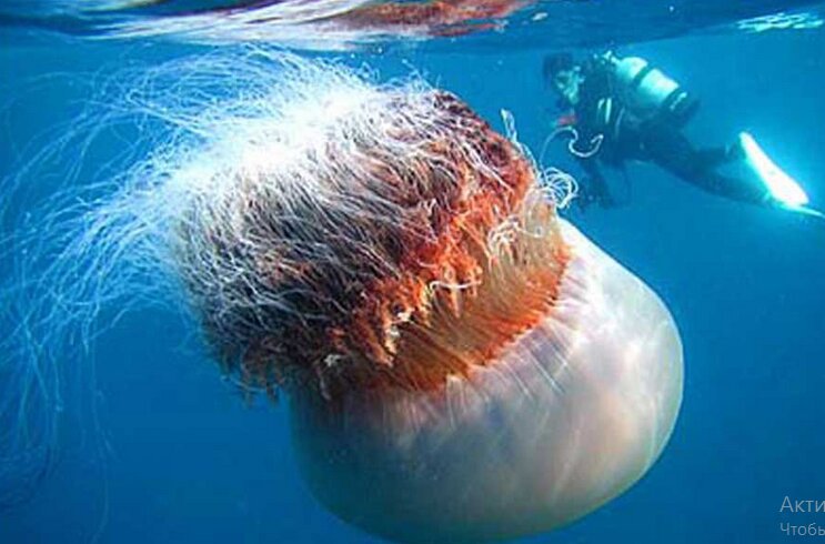 Биологи похвастались медузой, которая способна жить вечно 