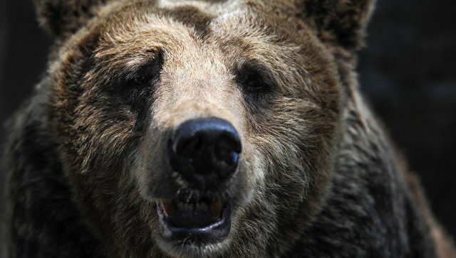 Голодный медведь набросился на туриста в сафари-парке в Пекине