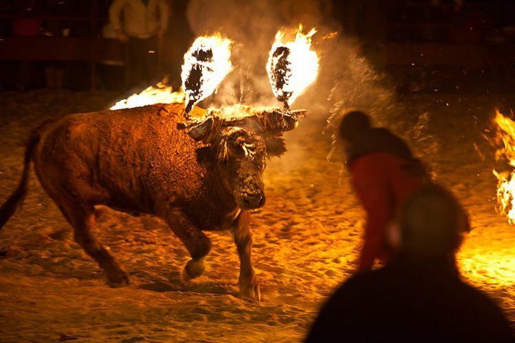 В Испании бык с горящими рогами во время уличного шоу растерзал туриста
