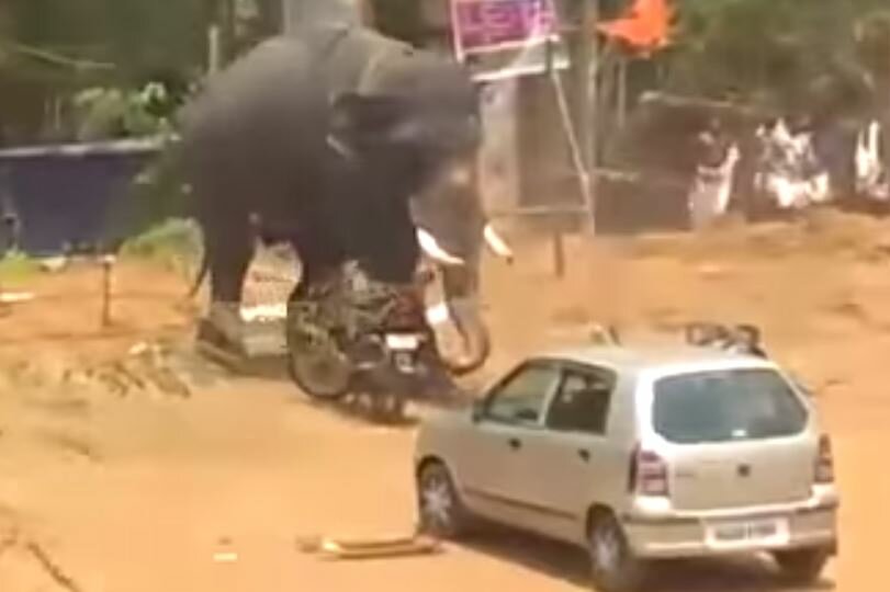 Опубликованы невероятные кадры нападения разъяренного слона на семейный автомобиль в Индии