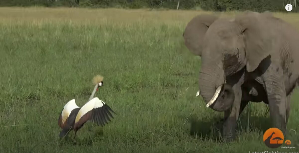 Крохотный журавль смог победить слона в схватке: поединок попал на видео