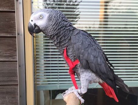Лондонский попугай потратил $14 на Amazon, пока хозяйки не было дома