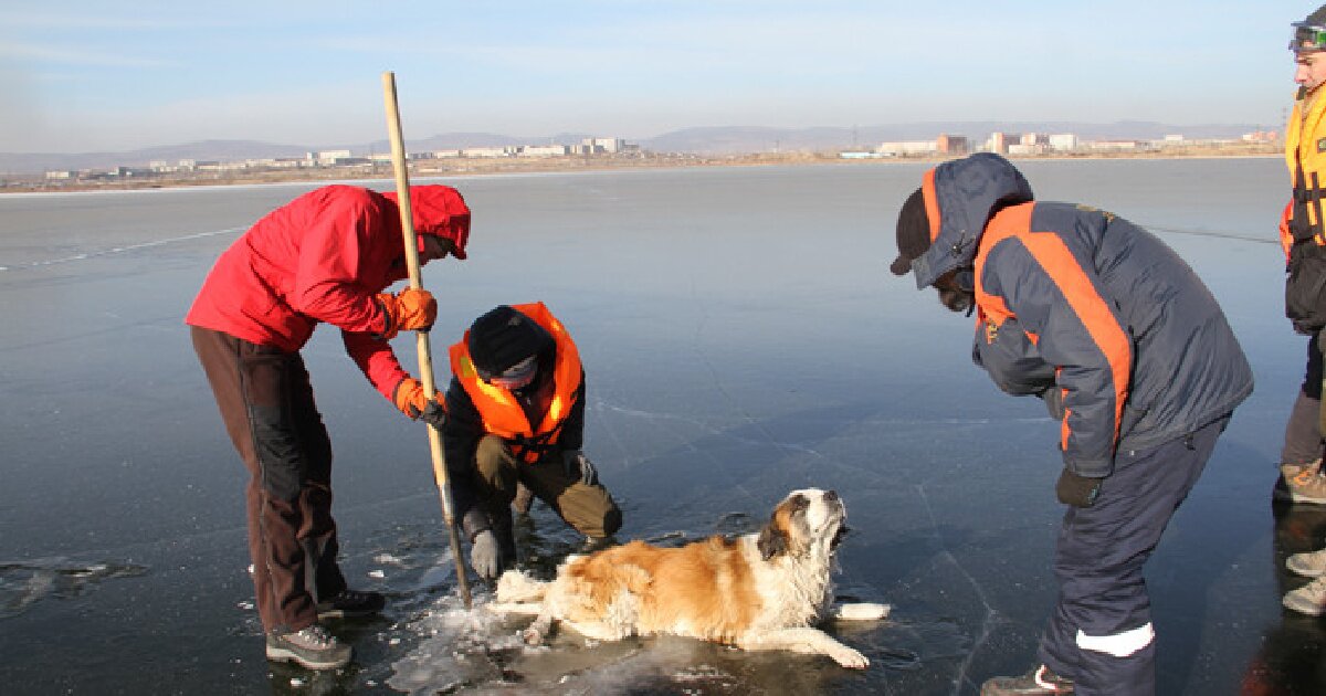 ​В Чите была проведена операция по спасению собаки, примерзшей ко льду, - кадры
