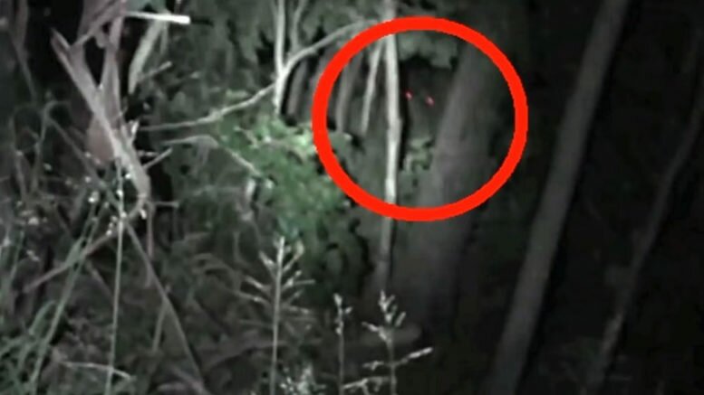 Гигантский монстр с красными глазами: в австралийском лесу мужчина наткнулся на йови – кадры 