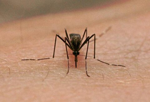 Ужасное происшествие в Германии: после укуса комара женщине пришлось ампутировать 3 конечности 