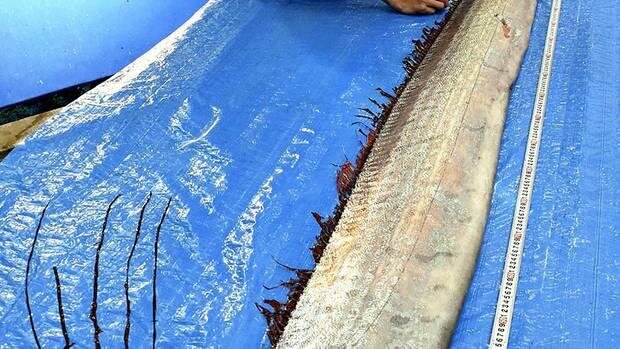  Ученые поставлены в тупик: специалисты не могут понять, откуда появились 4-метровые рыбы Ryugu no tsukai