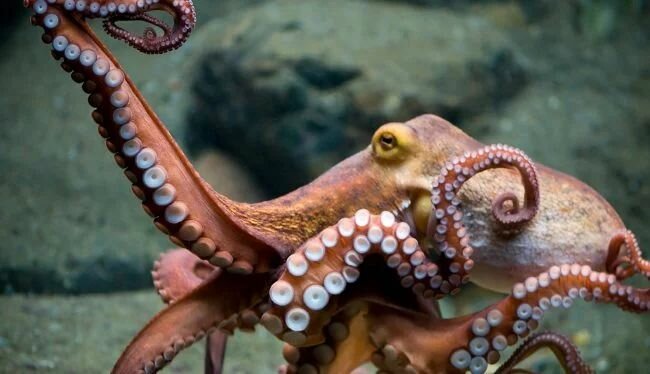 Вопреки общепринятой теории: в научном мире нашли самое громадное скопление осьминогов – кадры 