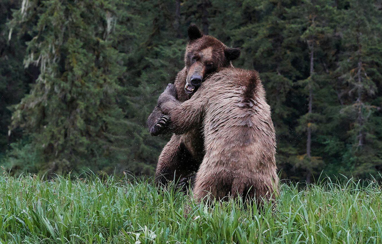 ​На границе КНР и РФ состоялась драка между "русским" и "китайским" медведем