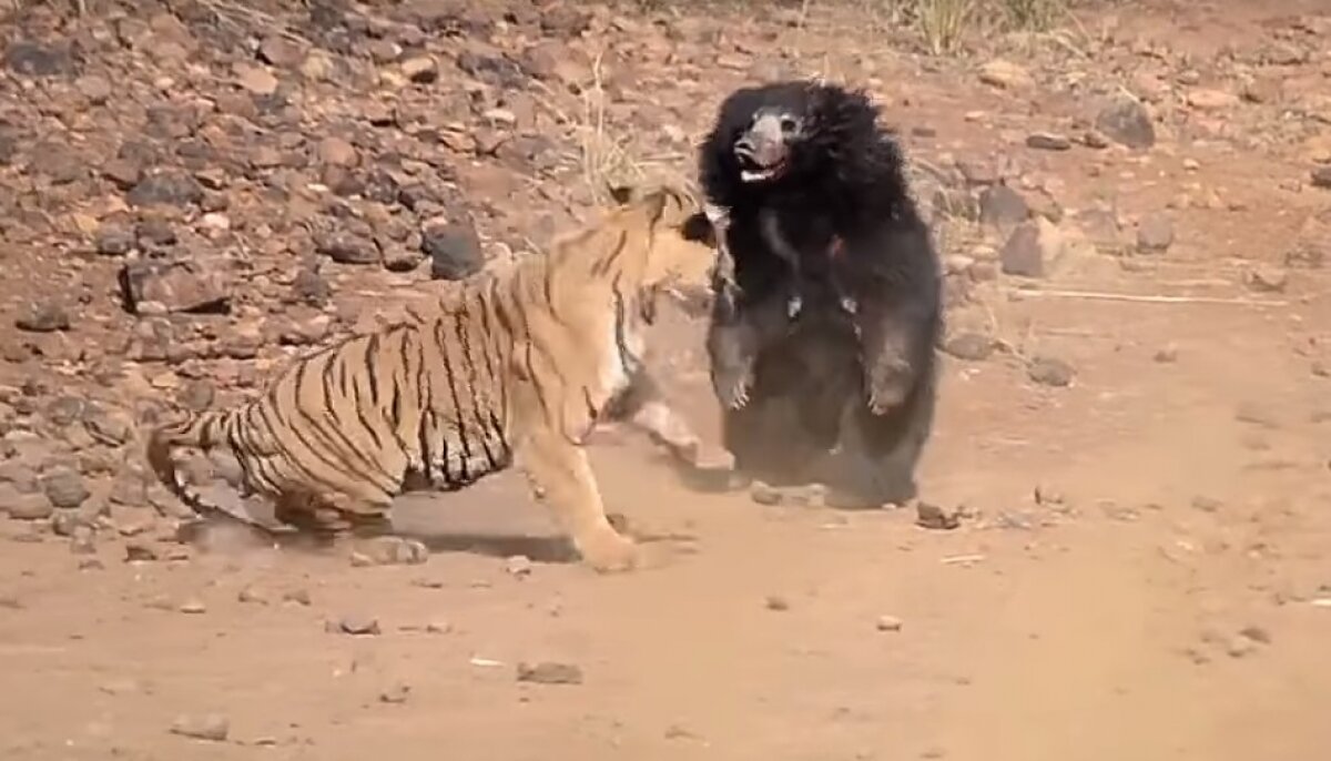 Уникальное видео, на котором медведица приняла бой тигра, чтобы спасти детеныша 