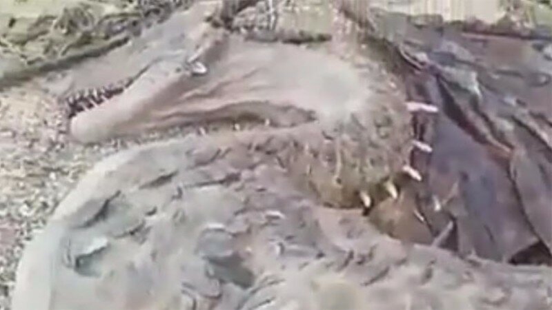 В Йемене местные жители сняли на видео мертвого дракона 