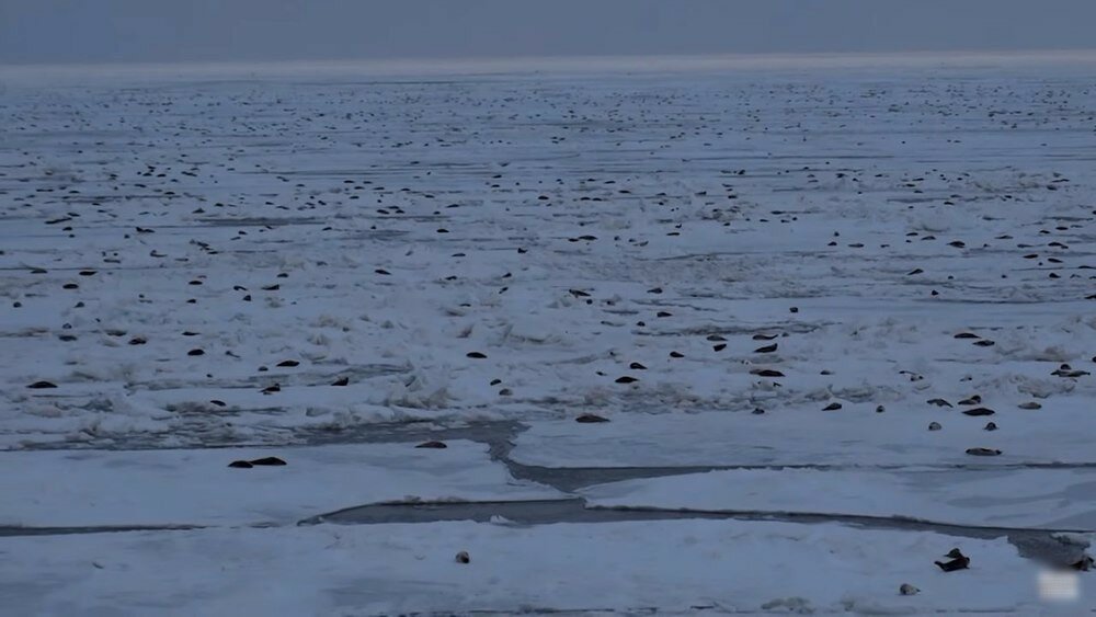 Небывалое происшествие в Арктике: возле нефтяной вышки собрались тысячи тюленей – кадры 