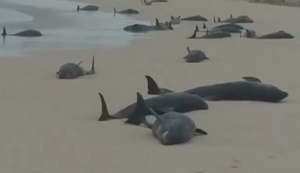 На побережье Кабо-Верде выбросились несколько сотен китов: их погубила аномалия в Мировом океане 