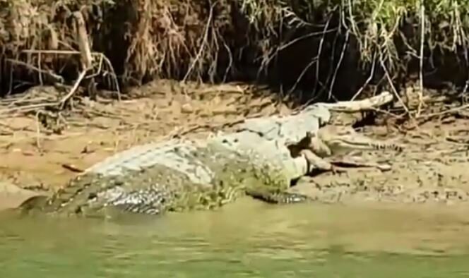 В Австралии замечен внушительных размеров крокодил-каннибал, заживо пожирающий своих жертв, – кадры 
