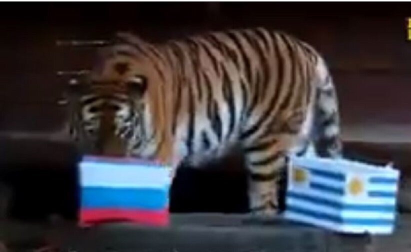 Тигрица Юнона, которая ни разу не ошиблась с прогнозом, "определила" победителя встречи Россия - Уругвай: кадры
