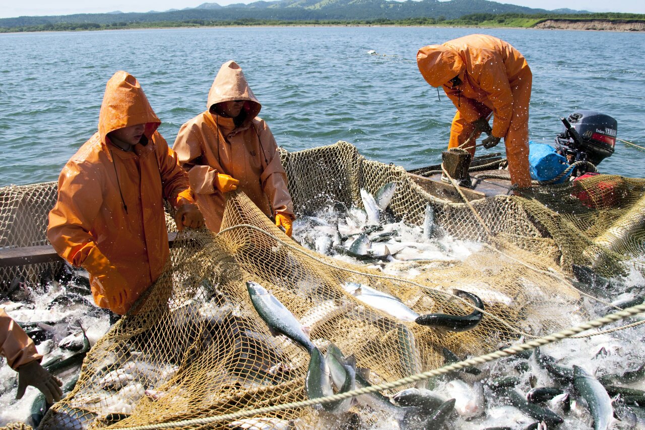 В Норвегии посетовали на "вторжение" русского лосося 