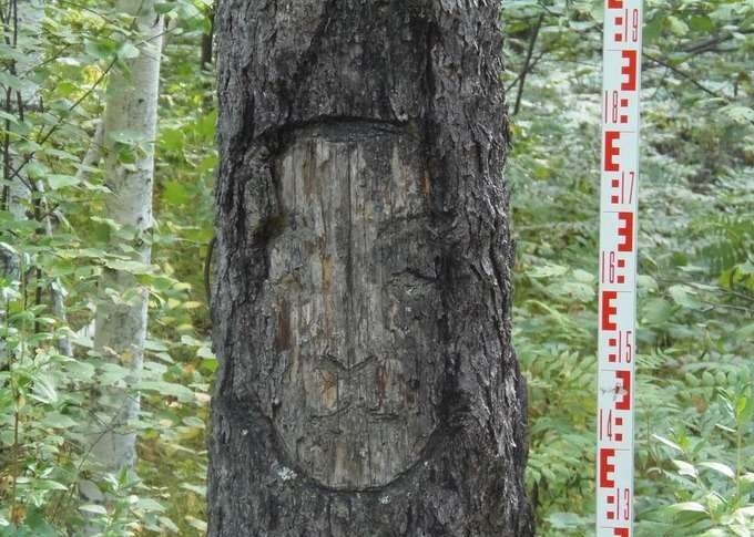 В урочище Чупрово нашли вырезанные на деревьях лица идолов, которым поклонялись чуди 