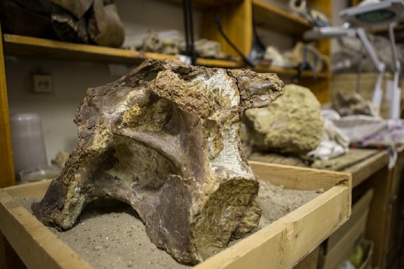 Российские ученые открыли "чисто сибирский" вид динозавров - уникальные кадры рептилии