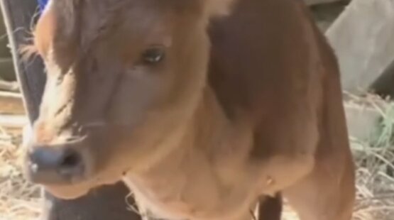 В Китае родился теленок-уникум: ученые ломают головы над его происхождением