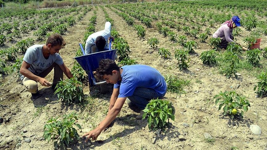 Турецкие СМИ: российские санкции вынуждают фермеров в Турции отказаться от выращивания томатов