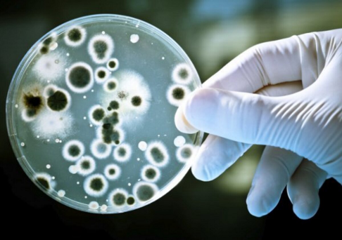 Супербактерии поставят под угрозу существование человечества - ученые