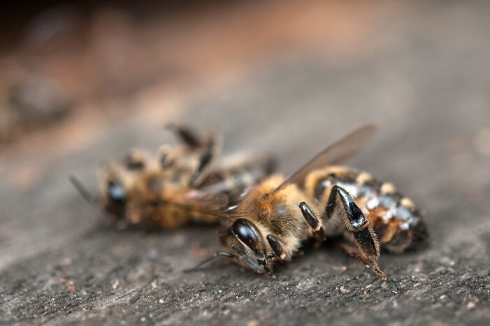 Близится конец света: началось массовое вымирание пчел - сбываются предсказания Ванги и Эйнштейна