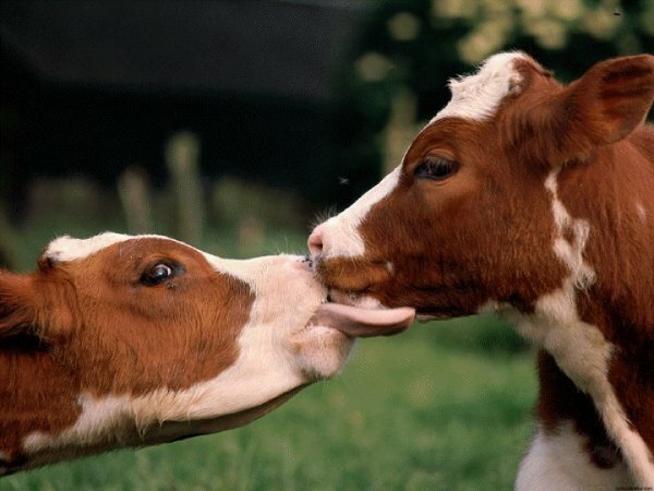 Коровы-плаксы и коровы-жизнелюбы: ученые предложили делить парнокопытных на оптимистов и пессимистов 