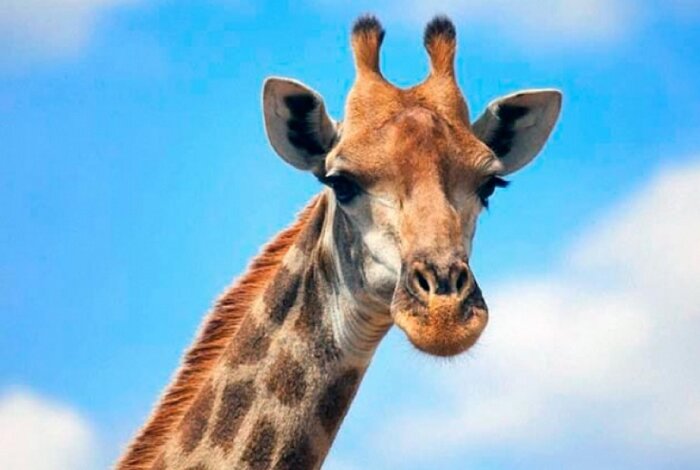 Трагедия в Красноярском зоопарке - умер всеобщий любимец жираф Байтерек