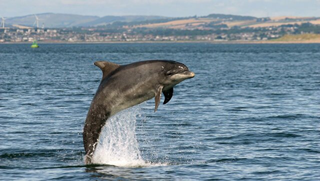 ​Вопиющий инцидент в Феодосии: на берег выбросило мертвого дельфина, к которому привязали кусок бетона