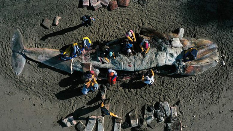 В Калифорнии на берег начали выбрасываться голодные киты: найдены исполины, погибшие от голодания 