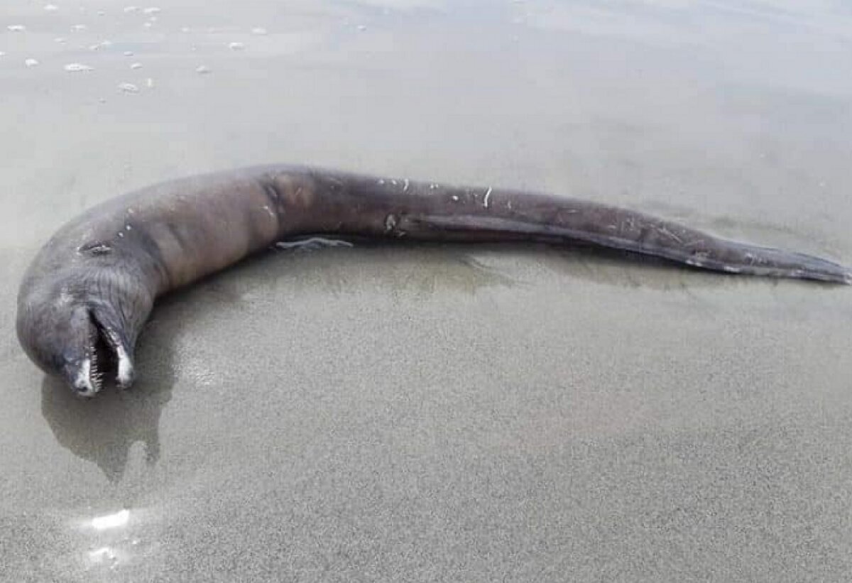 "Змея-мутант с головой дельфина", - на мексиканский пляж выбросило загадочного монстра