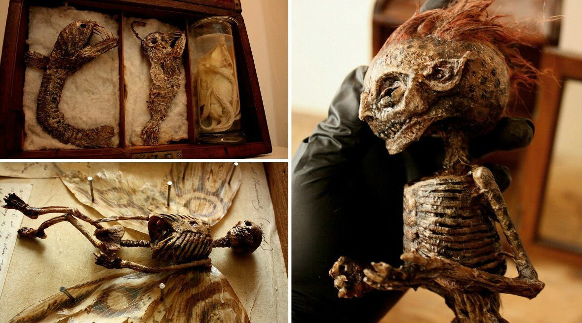 В лондонском доме нашли ящики с черепами вампиров и останками дракона 