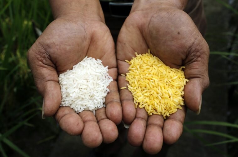 США создали "умный" рис, способный "клонироваться"