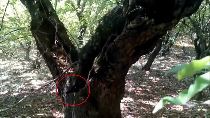 Персонаж из известного мультфильма: в азербайджанском лесу лесничий увидел аномальное существо 