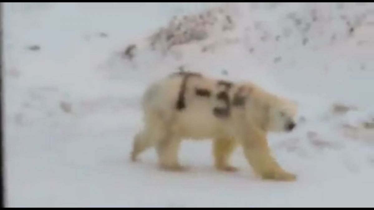 ​На Чукотке заметили загадочного белого медведя с надписью “Т-34” – кадры