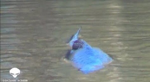 В озере Гастон американка увидела 1,5-метровую рыбу-мутанта – кадры 