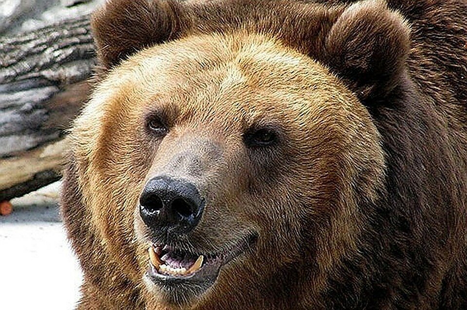 Житель ХМАО сбежал от медведя, оставив с ним наедине свою спутницу: драма закончилась неожиданно