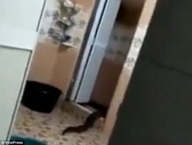 ​В Малайзии из туалета выполз жуткий 2-метровый монстр, до смерти напугав хозяина дома, – кадры