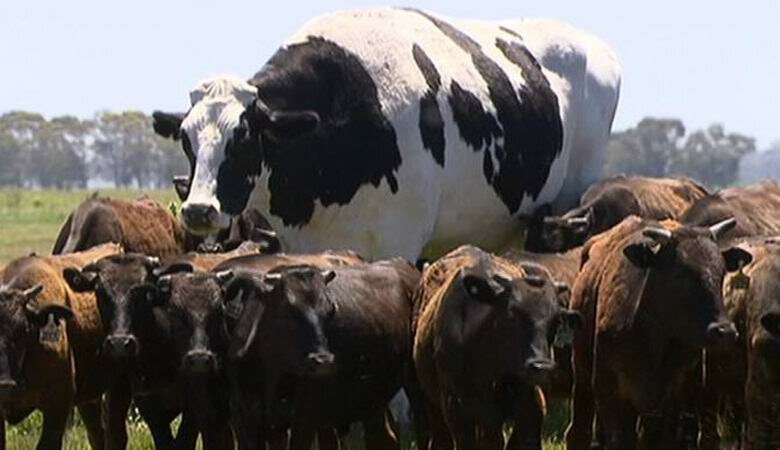 Корова невиданных размеров: фермеры спасли от забоя двухметровую корову, вес которой 1,5 тонны, – кадры 
