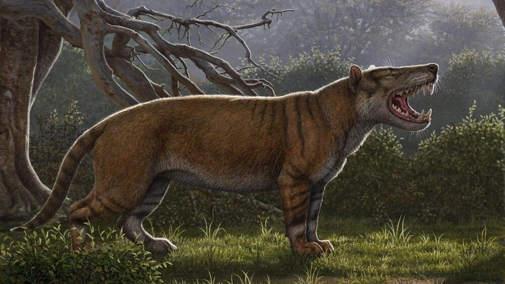 Древний лев, который был больше медведя: ученые раскопали существо Simbakubwa, жившее 22 миллиона лет назад 