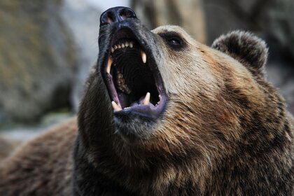 "Ручной" медведь, сбежавший из зоопарка под Воронежем, расправился с пенсионером