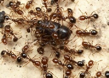 В Японии появились смертоносные огненные муравьи