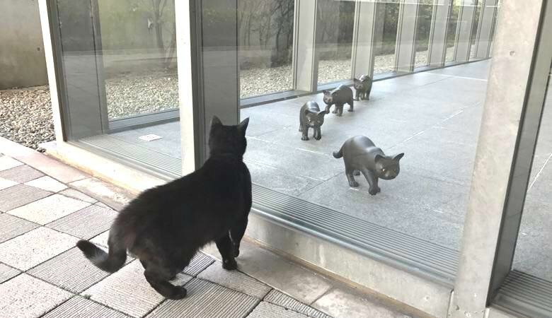 Мистическая заинтересованность котов: в Хиросиме питомцы пытаются настойчиво пробраться в музей – кадры 