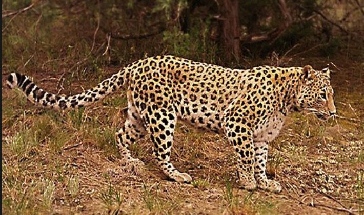  B Aбxaзии при загадочных обстоятельствах погибла леопардесса Виктория - появились подробности редкого хищника