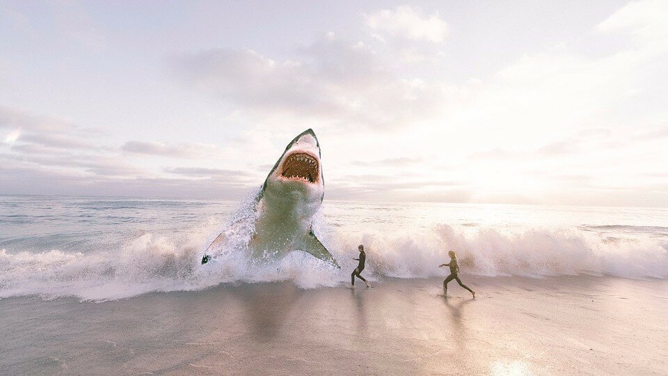 Аномальное явление в США: на севере Атлантического океана запечатлели стаи исполинских акул