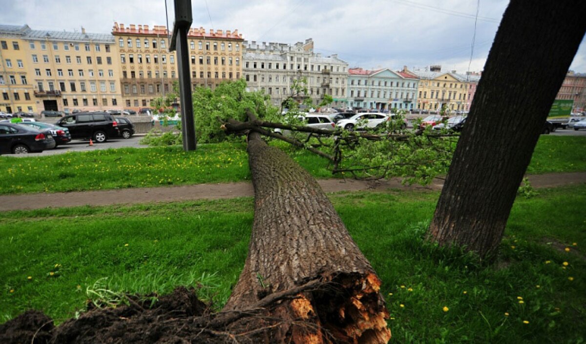 Деревья санкт петербурга