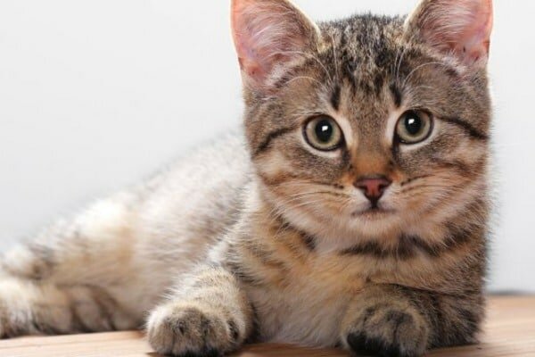Кошки неискренние со своими хозяевами: Ученые разоблачили миф о привязанности животных к людям 