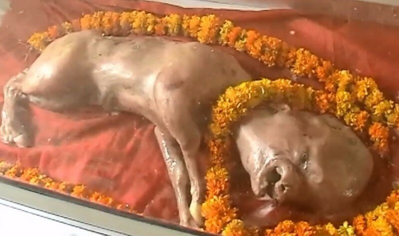 Странное происшествие в Индии: в провинции родился теленок с человеческой головой 