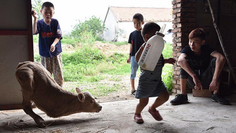 Удивительное явление на китайской ферме: на свет появился теленок-кенгуру 