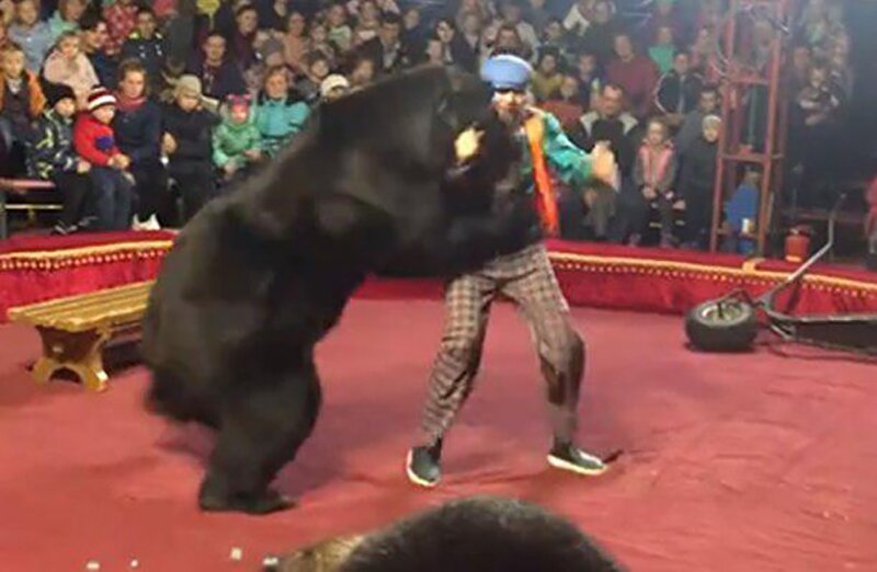 Нападение медведя на дрессировщика в Карелии: цирк обвинил зрителей
